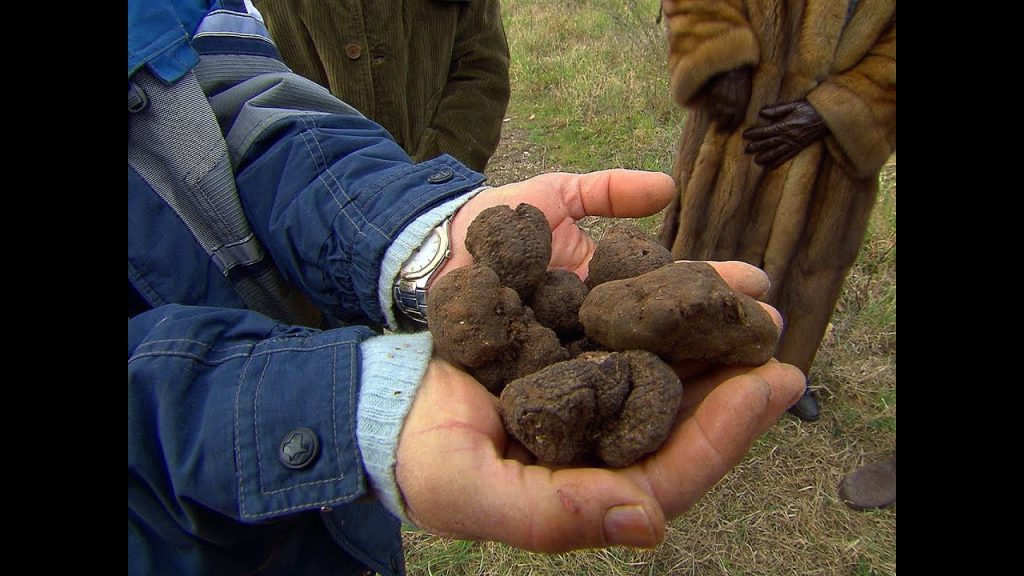 Truffles: The Most Expensive Food in the World