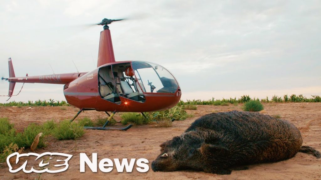 Feral Hogs Are Tearing Up Texas, So Tourists Are Shooting Them from Helicopters