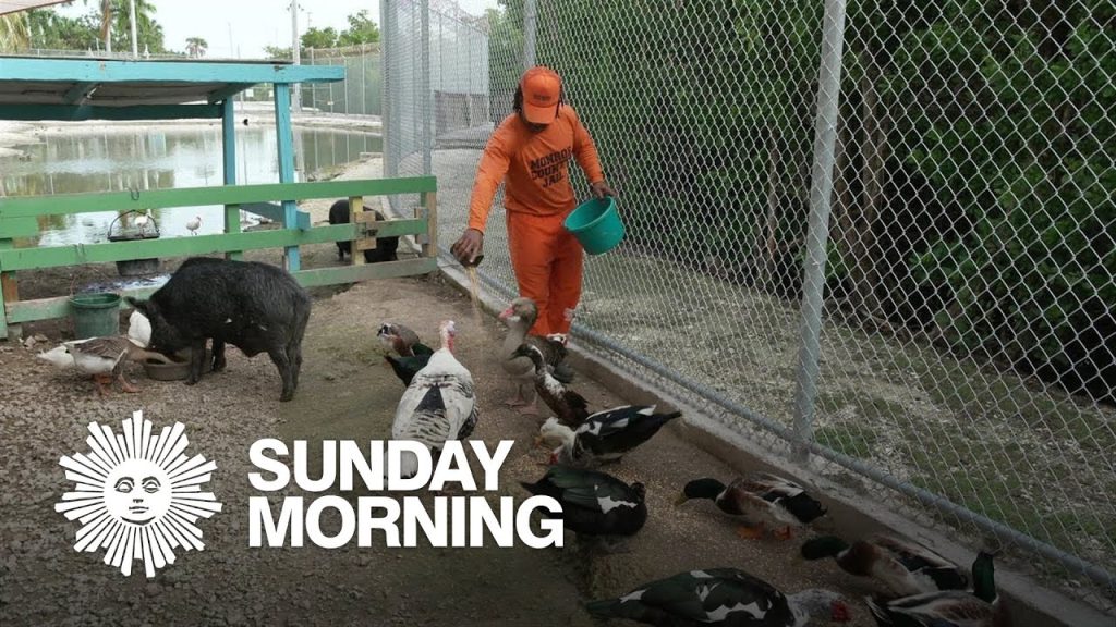 A zoo for rescued animals, beneath a Key West jail